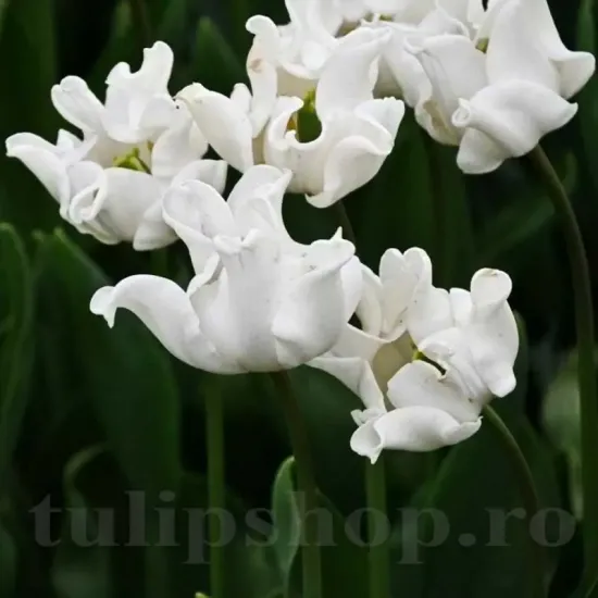 lalele coronet white liberstar petale ondulate tulipshop