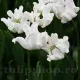 lalele coronet white liberstar petale ondulate tulipshop