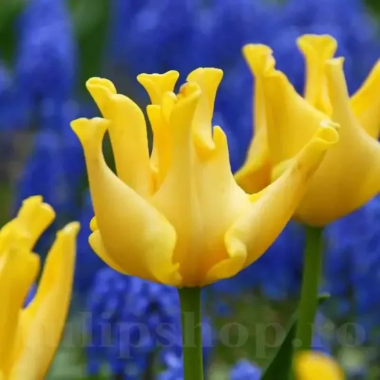 lalele coronet yellow crown petale ondulate tulipshop