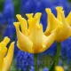 lalele coronet yellow crown petale ondulate tulipshop