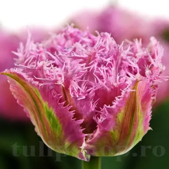 Bulbi Lalele Newcastle (Tulip) lalele crispa newcastle aspect dantelat tulipshop