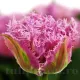 Bulbi Lalele Newcastle (Tulip) lalele crispa newcastle aspect dantelat tulipshop