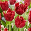 Bulbi Lalele Versaci (Tulip) lalele crispa versaci aspect dantelat tulipshop 110x110