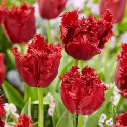 Bulbi Lalele Versaci (Tulip) Bulbi Lalele Versaci (Tulip)