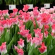 Bulbi Lalele Crown of Dynasty (Tulip) lalele crown of dynasty flori roz baza alba forma coroana detaliu 110x110