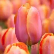 Bulbi Lalele Dordogne (Tulip) lalele dordogne flori roz portocaliu detaliu 110x110
