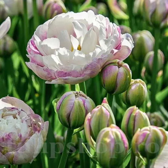Bulbi Lalele Double Surprise (Tulip) lalele double surprise flori roz violet detaliu