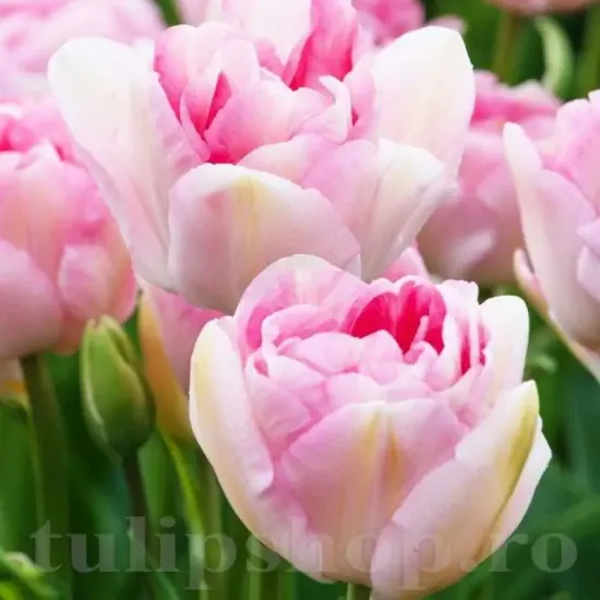 lalele duble angelique aspect romantic gradina