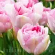 lalele duble angelique aspect romantic gradina