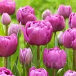 Bulbi Lalele Backpacker (Tulip) lalele duble backpacker mov gradina tulipshop 110x110