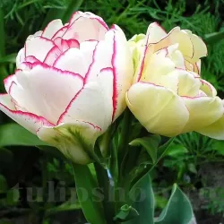 Bulbi Lalele Belicia (Tulip)