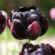 Bulbi Lalele Black Hero (Tulip) lalele duble black hero mov inchis gradina