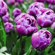 lalele duble blue diamond violet gradina tulipshop 110x110