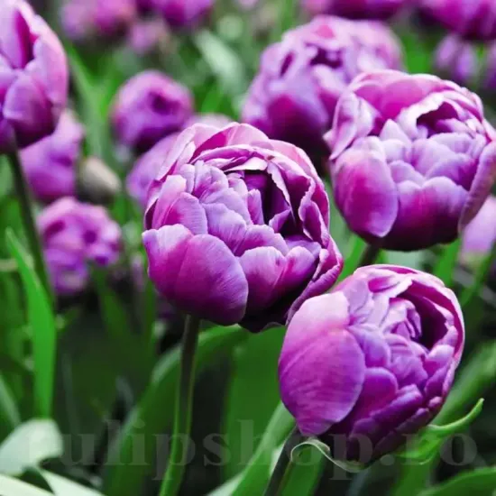 Bulbi Lalele Blue Diamond (Tulip) lalele duble blue diamond violet gradina tulipshop