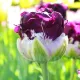 Bulbi Lalele Blue Wow (Tulip) lalele duble blue wow aspect bujor tulipshop