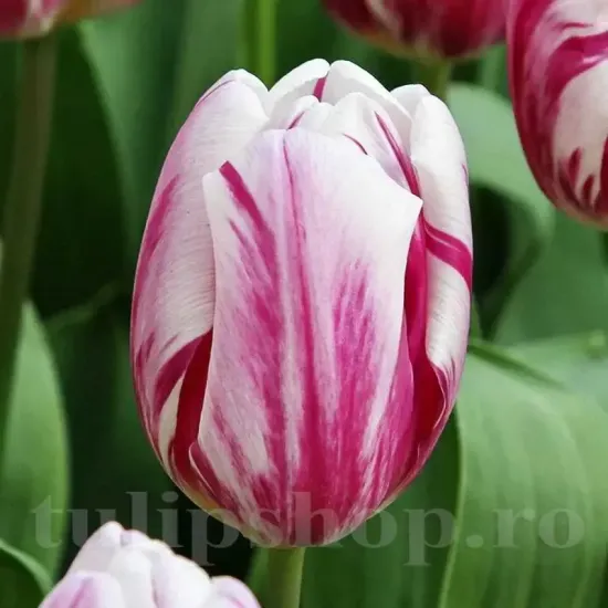 lalele duble bojangles aurii gradina tulipshop