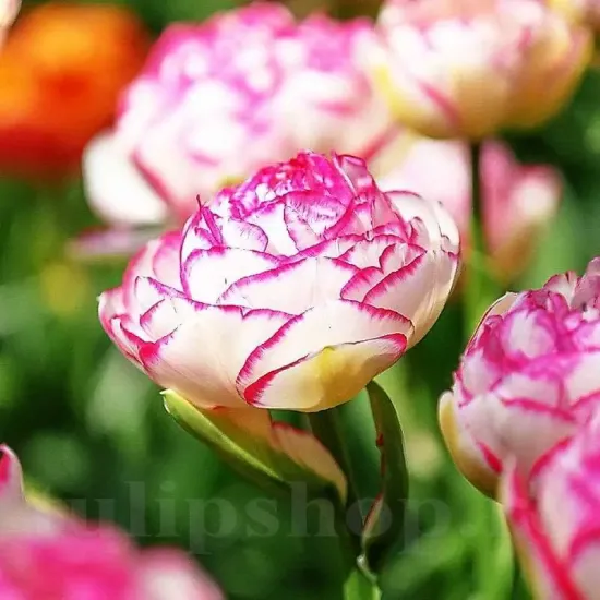 Bulbi Lalele Double Touch (Tulip) lalele duble double touch aspect bujor tulipshop