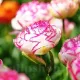 Bulbi Lalele Double Touch (Tulip) lalele duble double touch aspect bujor tulipshop