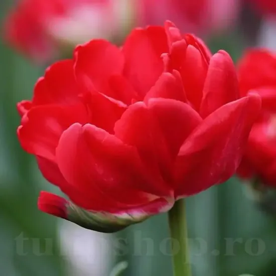 Bulbi Lalele Estatic (Tulip) lalele duble estatic rosu vibrant gradina tulipshop