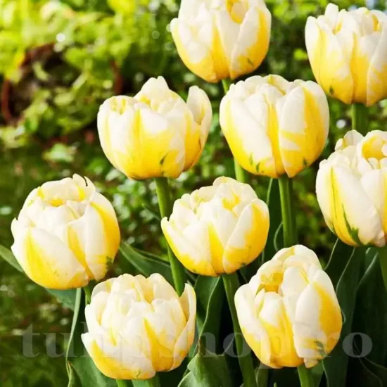 Bulbi Lalele Flaming Evita (Tulip) lalele duble flaming evita aspect bujor tulipshop