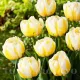 Bulbi Lalele Flaming Evita (Tulip) lalele duble flaming evita aspect bujor tulipshop