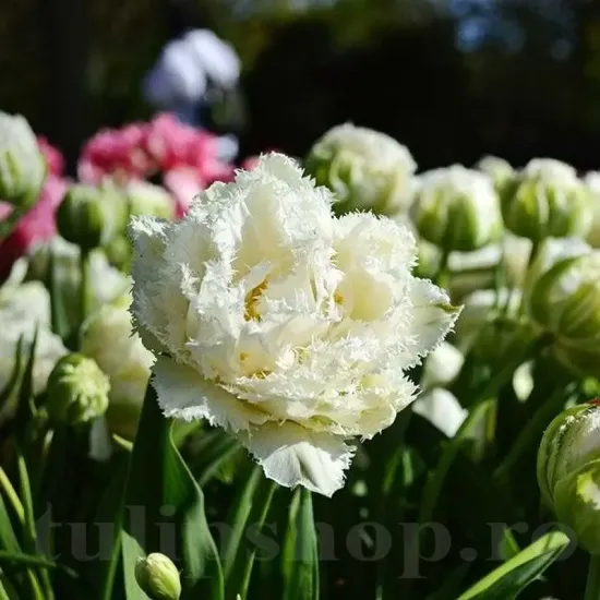 lalele duble franjurate snow crystal tulipshop