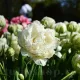 lalele duble franjurate snow crystal tulipshop