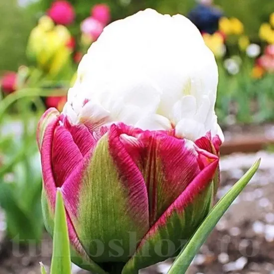 lalele duble ice cream aspect inedit tulipshop