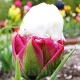 lalele duble ice cream aspect inedit tulipshop