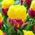 Bulbi Lalele Ice Cream Banana (Tulip)