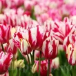 lalele flaming club buchet pe o tulpina tulipshop 110x110
