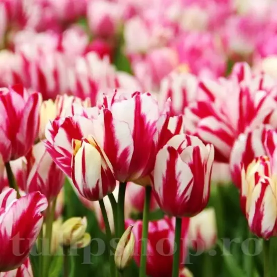 lalele flaming club buchet pe o tulpina tulipshop