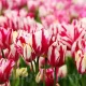 lalele flaming club buchet pe o tulpina tulipshop