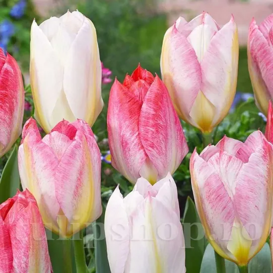 lalele flaming purissima flori albe stropite roz detaliu