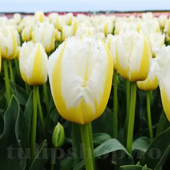 Bulbi Lalele Lemon Beauty (Tulip) lalele fosteriana lemon beauty gradina tulipshop