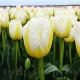 Bulbi Lalele Lemon Beauty (Tulip) lalele fosteriana lemon beauty gradina tulipshop