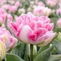 Bulbi Lalele Foxtrot (Tulip)