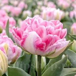 Bulbi Lalele Foxtrot (Tulip)