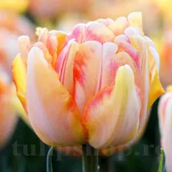 Bulbi Lalele Foxy Foxtrot (Tulip)