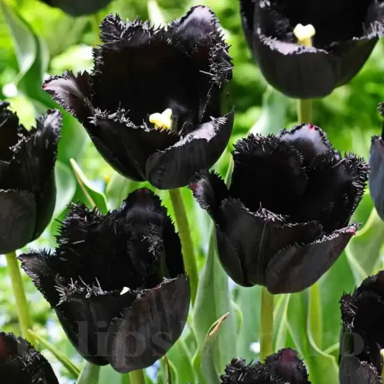 lalele franjurate fringed black catifelate tulipshop