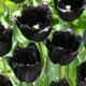 lalele franjurate fringed black catifelate tulipshop