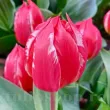 Bulbi Lalele Friendly Fire (Tulip) lalele friendly fire culori vibrante gradina tulipshop 110x110