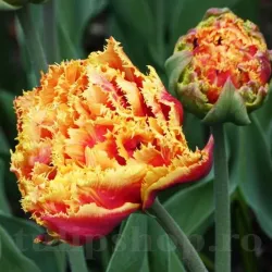 Bulbi Lalele Gold Dust (Tulip) Bulbi Lalele Gold Dust (Tulip)