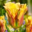 Bulbi Lalele Golden Artist (Tulip) lalele golden artist flori galbene verzi detaliu 110x110