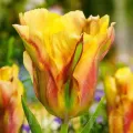 Bulbi Lalele Golden Artist (Tulip)