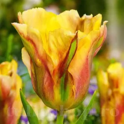 Bulbi Lalele Golden Artist (Tulip)