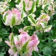 Bulbi Lalele Green Wave (Tulip) lalele green wave flori roz verzi detaliu 110x110