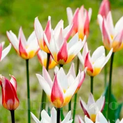Bulbi Lalele Ice Stick (Tulip) Bulbi Lalele Ice Stick (Tulip)