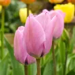 Bulbi Lalele Janis Joplin (Tulip) lalele janis joplin flori roz violet detaliu 110x110