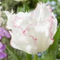 Bulbi Lalele Lady Smile (Tulip)